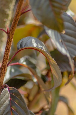 Prunus serrulata 'Royal Burgundy' demi-tige 120cm tronc