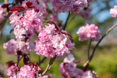Prunus serrulata 'Royal Burgundy' demi-tige 120cm tronc