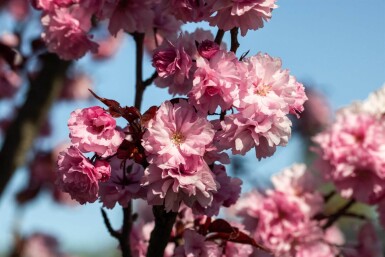 Prunus serrulata 'Royal Burgundy' demi-tige 120cm tronc