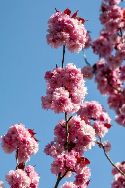 Prunus serrulata 'Royal Burgundy' demi-tige 120cm tronc