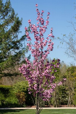 Prunus serrulata 'Royal Burgundy' demi-tige 120cm tronc