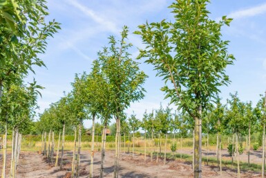 Prunus serrulata 'Sunset Boulevard' haute-tige 20/25