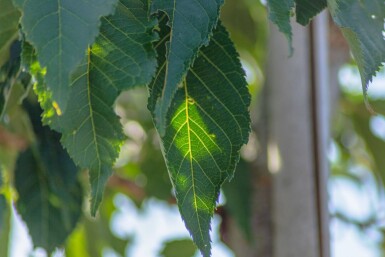 Prunus serrulata 'Sunset Boulevard' cépée