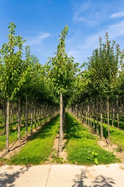Prunus serrulata 'Taihaku' haute-tige 10/12