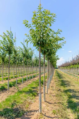 Prunus serrulata 'Taihaku' haute-tige 10/12