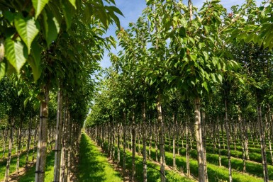 Prunus serrulata 'Taihaku' haute-tige 10/12