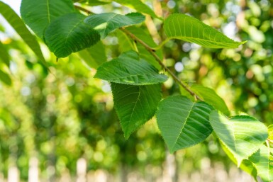 Prunus serrulata 'Taihaku' haute-tige 10/12