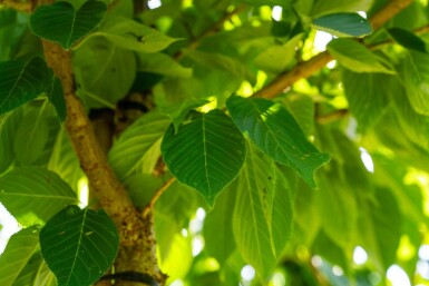 Prunus serrulata 'Taihaku' haute-tige 10/12
