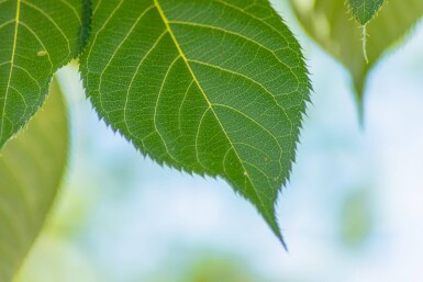 Prunus serrulata 'Taihaku' cépée