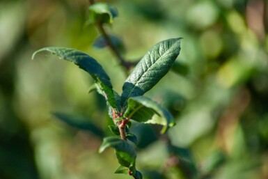 Prunus spinosa cépée