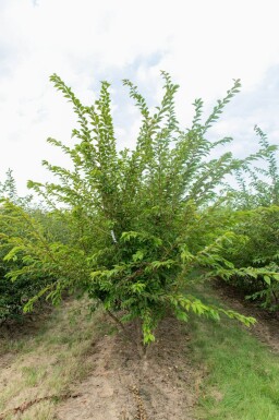 Prunus x subhirtella 'Autumnalis' cépée 200-250