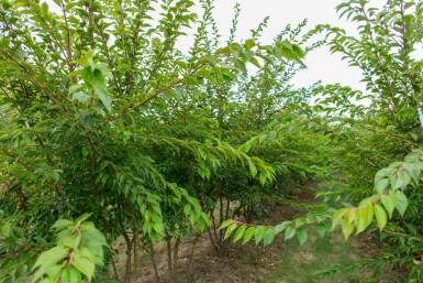 Prunus x subhirtella 'Autumnalis' cépée 200-250