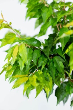 Prunus x subhirtella 'Autumnalis' cépée 200-250