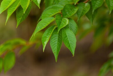 Prunus x subhirtella 'Autumnalis' cépée 200-250