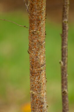 Prunus x subhirtella 'Autumnalis' cépée 200-250