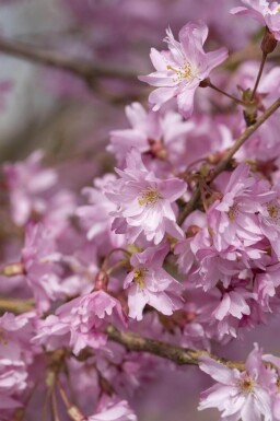 Prunus x subhirtella 'Autumnalis' touffe 125-150
