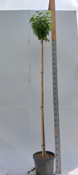 Prunus x subhirtella 'Autumnalis Rosea' haute-tige 8/10 180cm tronc