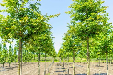 Prunus x subhirtella 'Autumnalis Rosea' haute-tige 8/10 180cm tronc