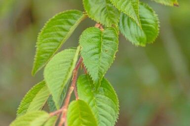 Prunus x subhirtella 'Autumnalis Rosea' haute-tige 8/10 180cm tronc