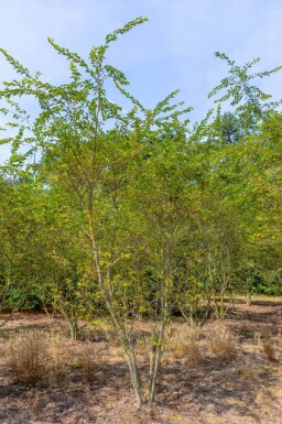 Prunus x subhirtella 'Autumnalis Rosea' cépée