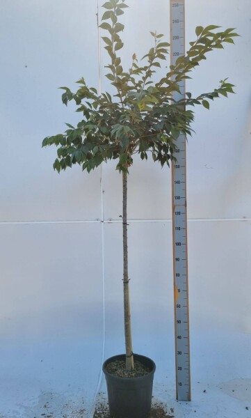 Prunus x subhirtella 'Autumnalis Rosea' demi-tige 8/10 150cm tronc