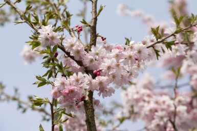Prunus x subhirtella 'Autumnalis Rosea' demi-tige 8/10 150cm tronc