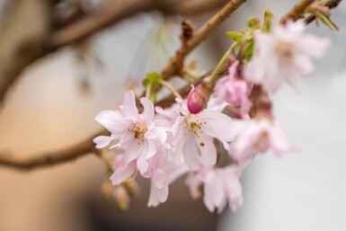 Prunus x subhirtella 'Autumnalis Rosea' demi-tige 8/10 150cm tronc