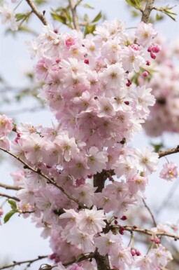 Prunus x subhirtella 'Autumnalis Rosea' touffe 80-100