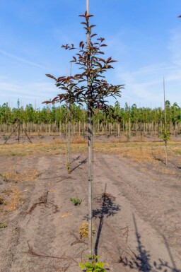 Prunus virginiana 'Shubert' haute-tige 10/12