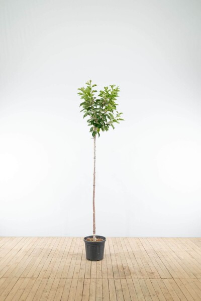 Prunus yedoensis haute-tige 10/12
