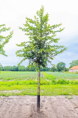 Prunus yedoensis haute-tige 10/12