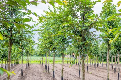 Prunus yedoensis haute-tige 10/12