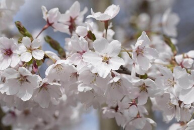Prunus yedoensis haute-tige 10/12
