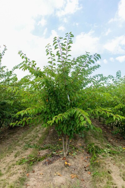 Prunus yedoensis cépée 200-250