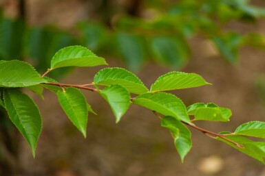 Prunus yedoensis cépée 200-250