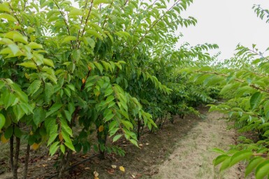 Prunus yedoensis cépée 200-250