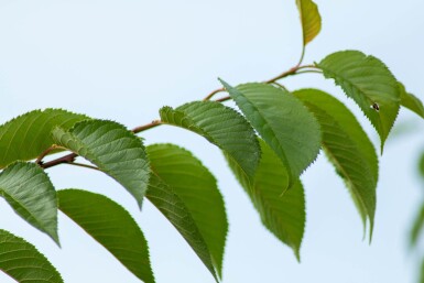 Prunus yedoensis cépée 200-250