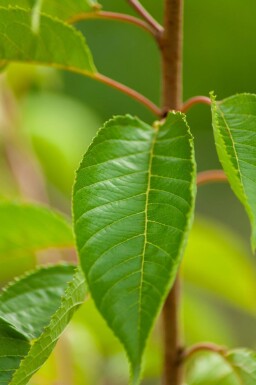 Prunus yedoensis cépée 200-250