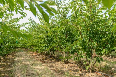 Prunus yedoensis cépée 200-250
