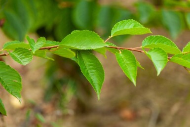 Prunus yedoensis cépée 200-250