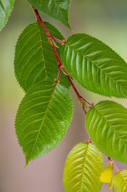 Prunus yedoensis en plateau