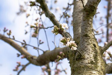 Prunus yedoensis en plateau