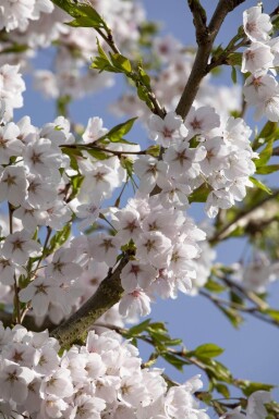Prunus yedoensis en plateau