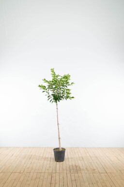 Prunus yedoensis demi-tige