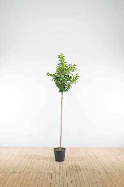 Prunus yedoensis demi-tige