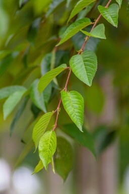 Prunus yedoensis demi-tige 120cm tronc