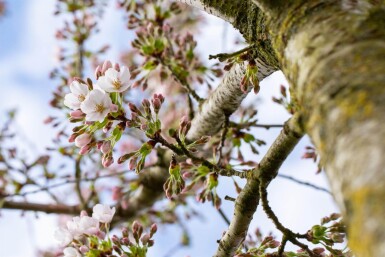 Prunus yedoensis demi-tige 120cm tronc