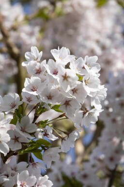 Prunus yedoensis demi-tige 120cm tronc