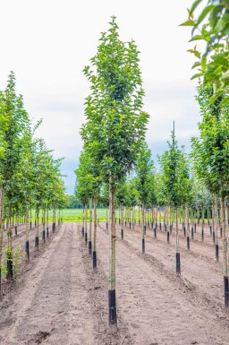 Prunus 'Umineko' haute-tige