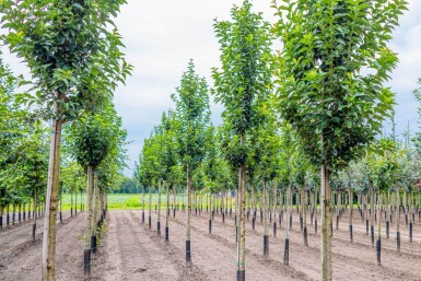 Prunus 'Umineko' haute-tige
